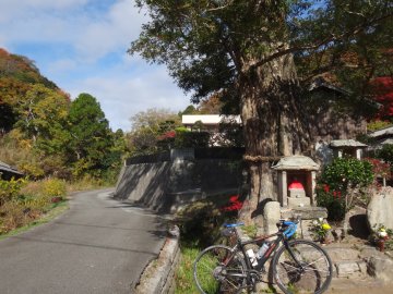 白川　石抱きカヤ