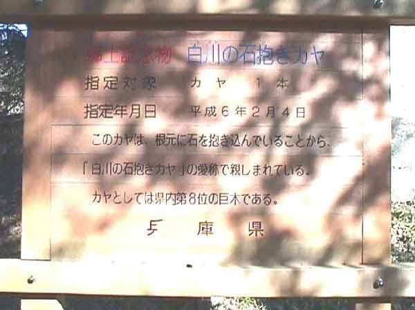 白川の石抱きカヤ