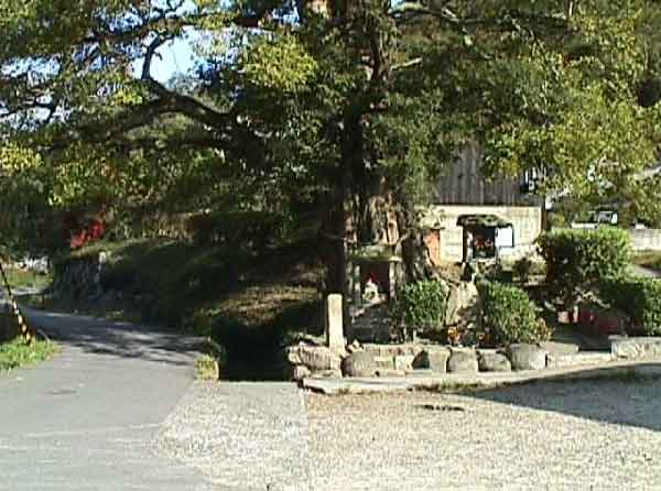 白川の石抱きカヤ