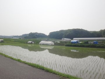 田植