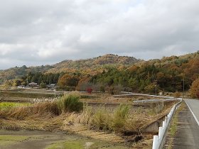 オークタウン加西手前の紅葉